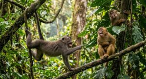monkey puns